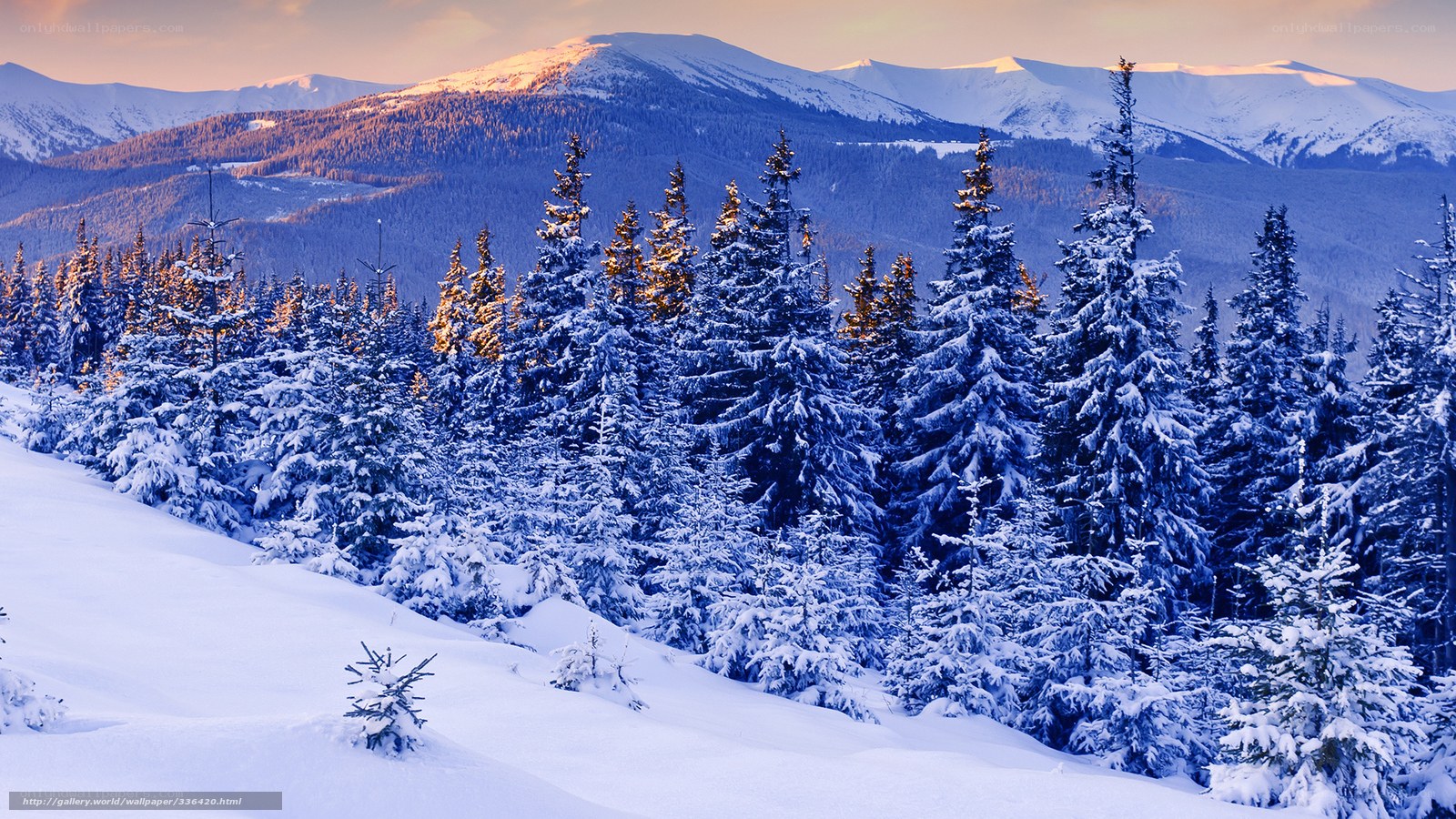 Snowy forest at sunrise
