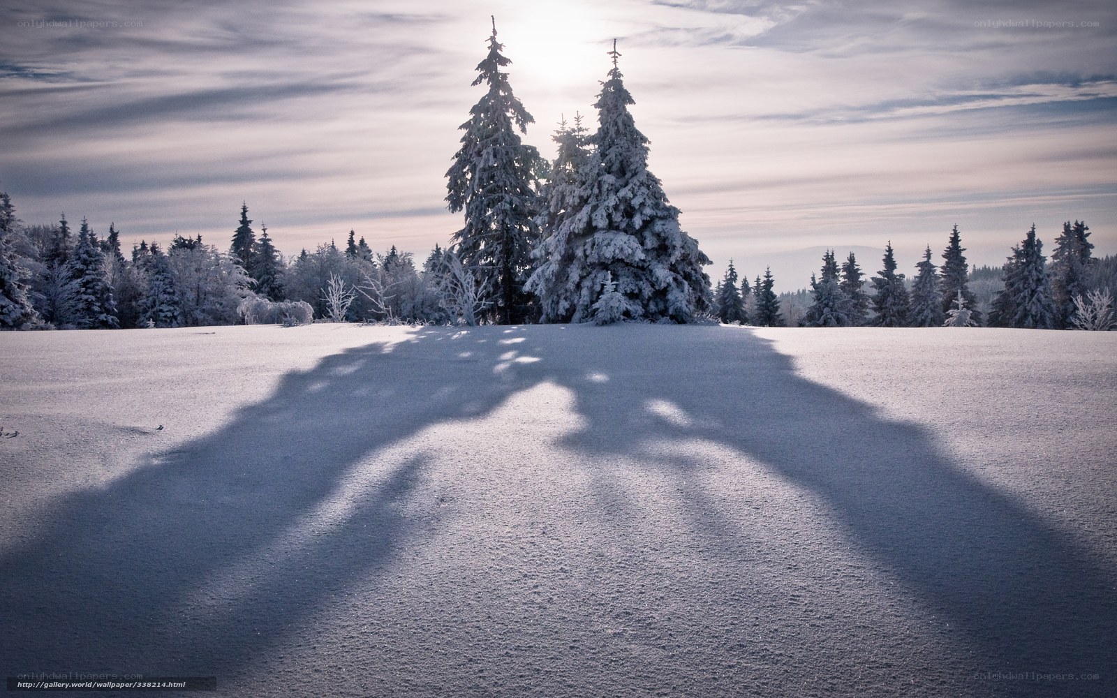 Snowy forest at sunrise