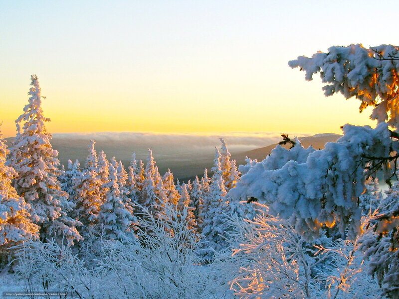 Snowy forest at sunrise