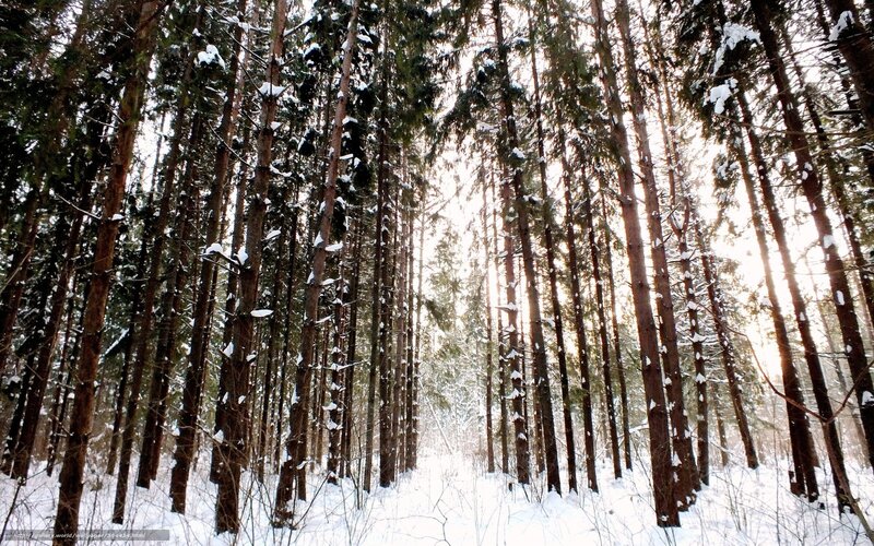Snowy forest at sunrise