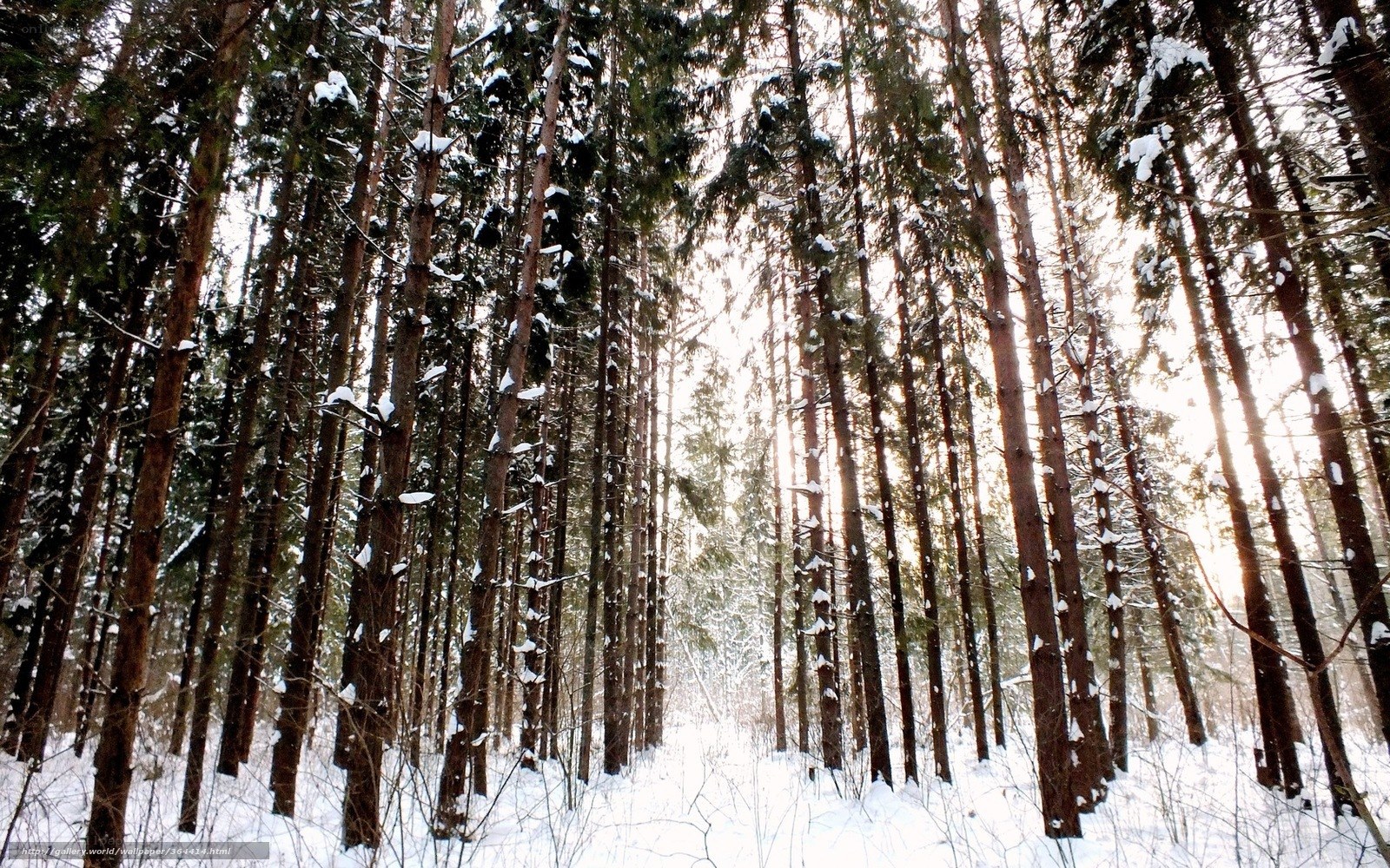Snowy forest at sunrise