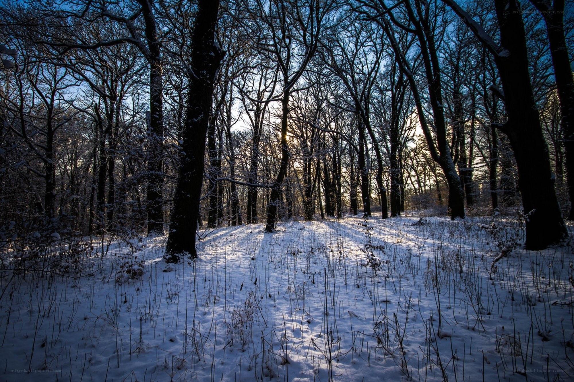 Snowy forest at sunrise
