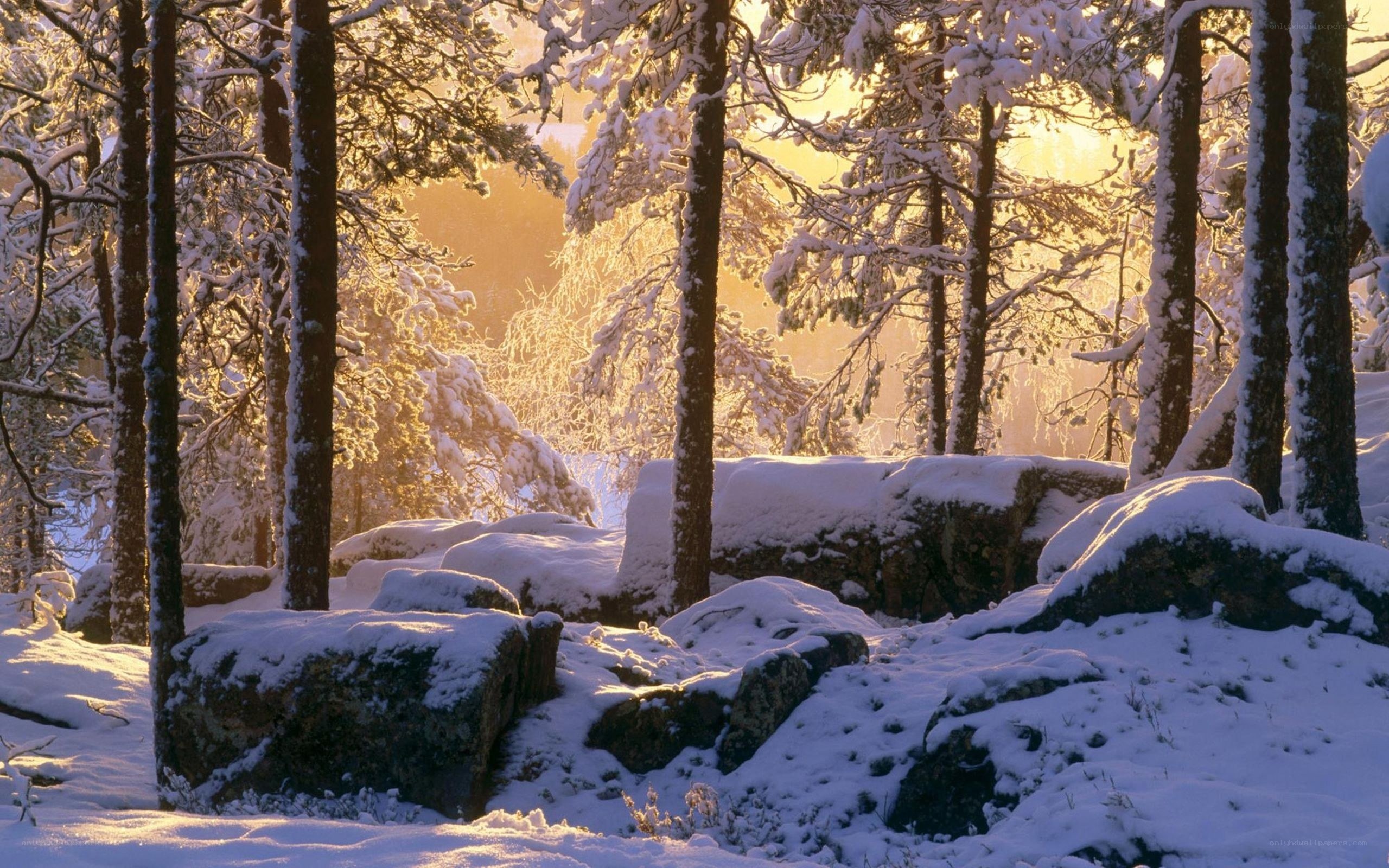 Snowy forest at sunrise