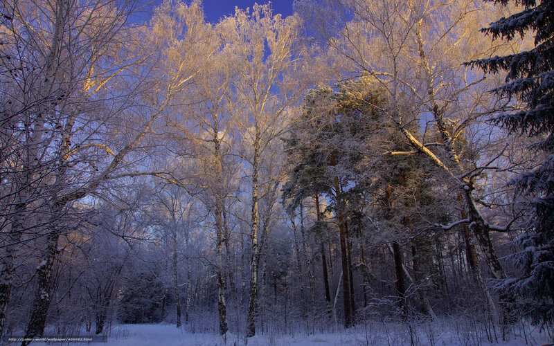 Snowy forest at sunrise
