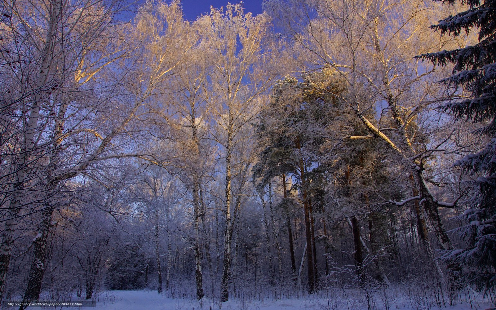 Snowy forest at sunrise