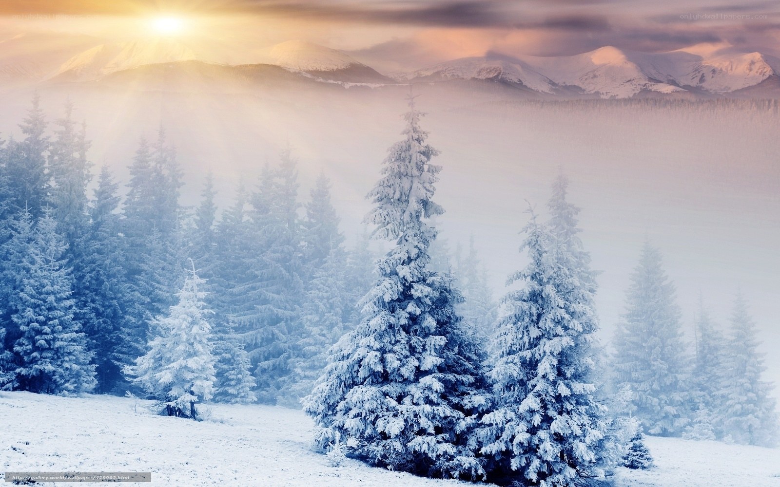 Snowy forest at sunrise