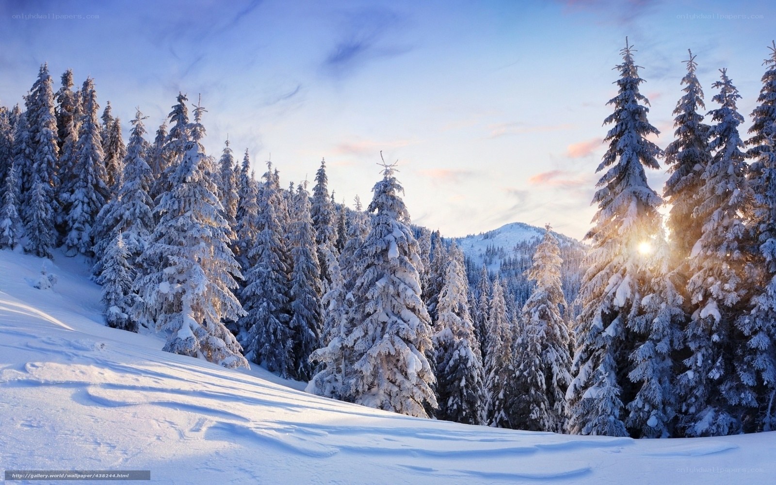 Snowy forest at sunrise