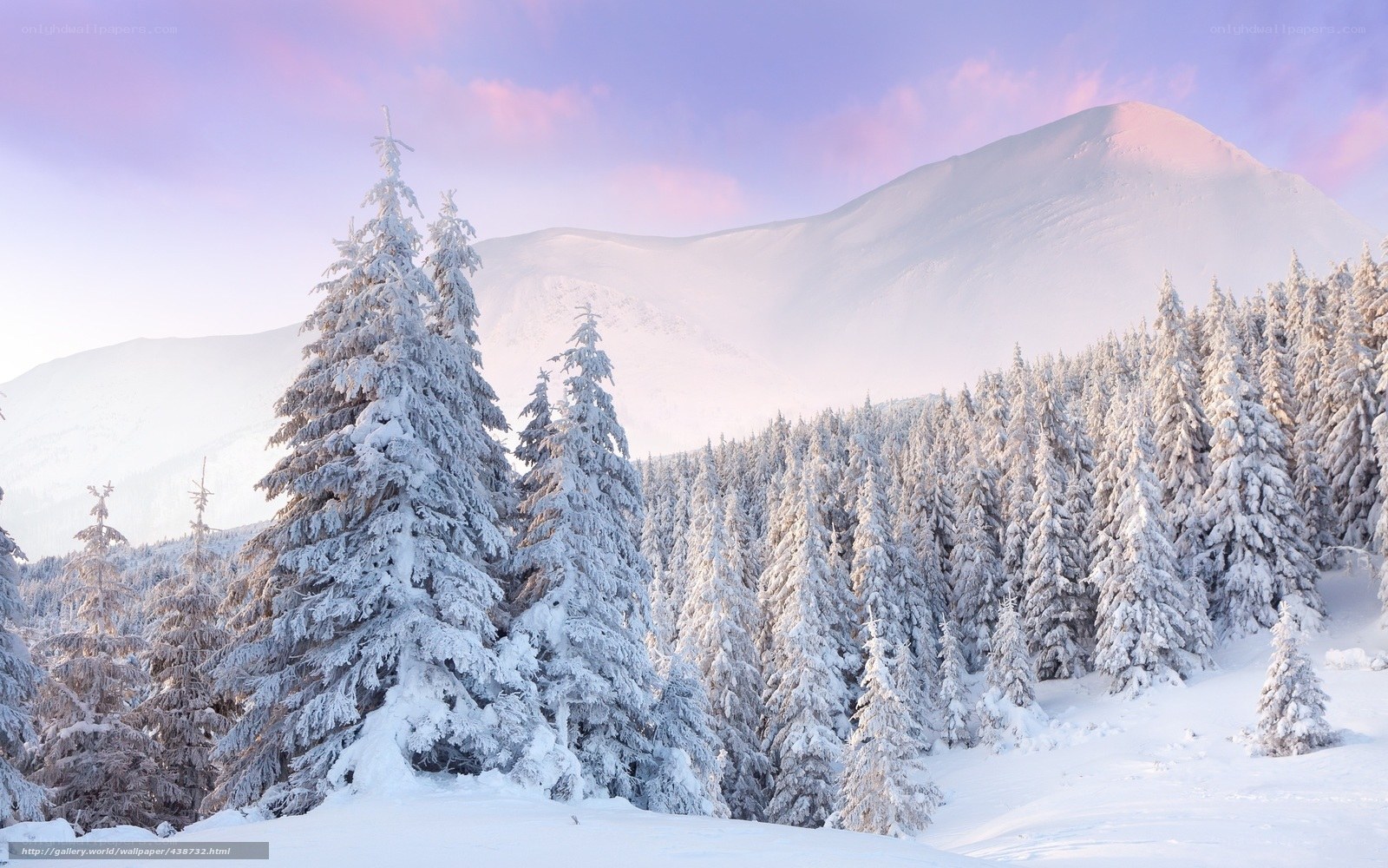 Snowy forest at sunrise