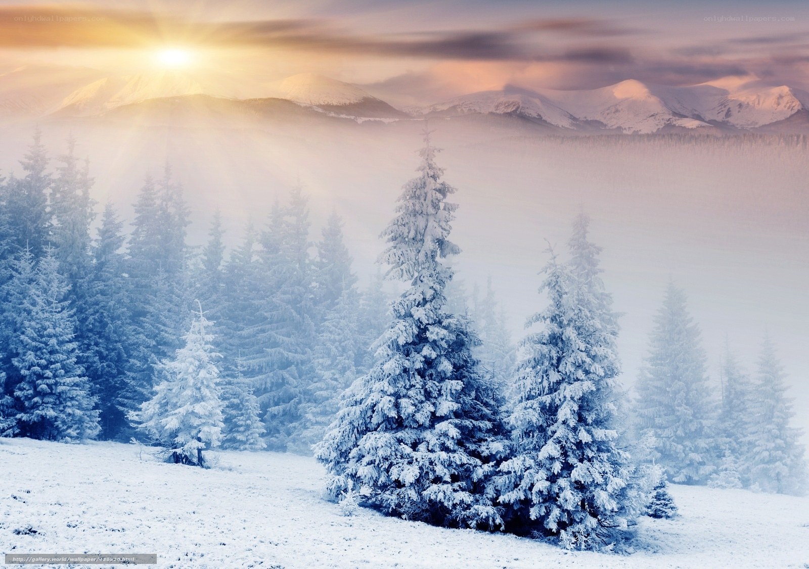 Snowy forest at sunrise