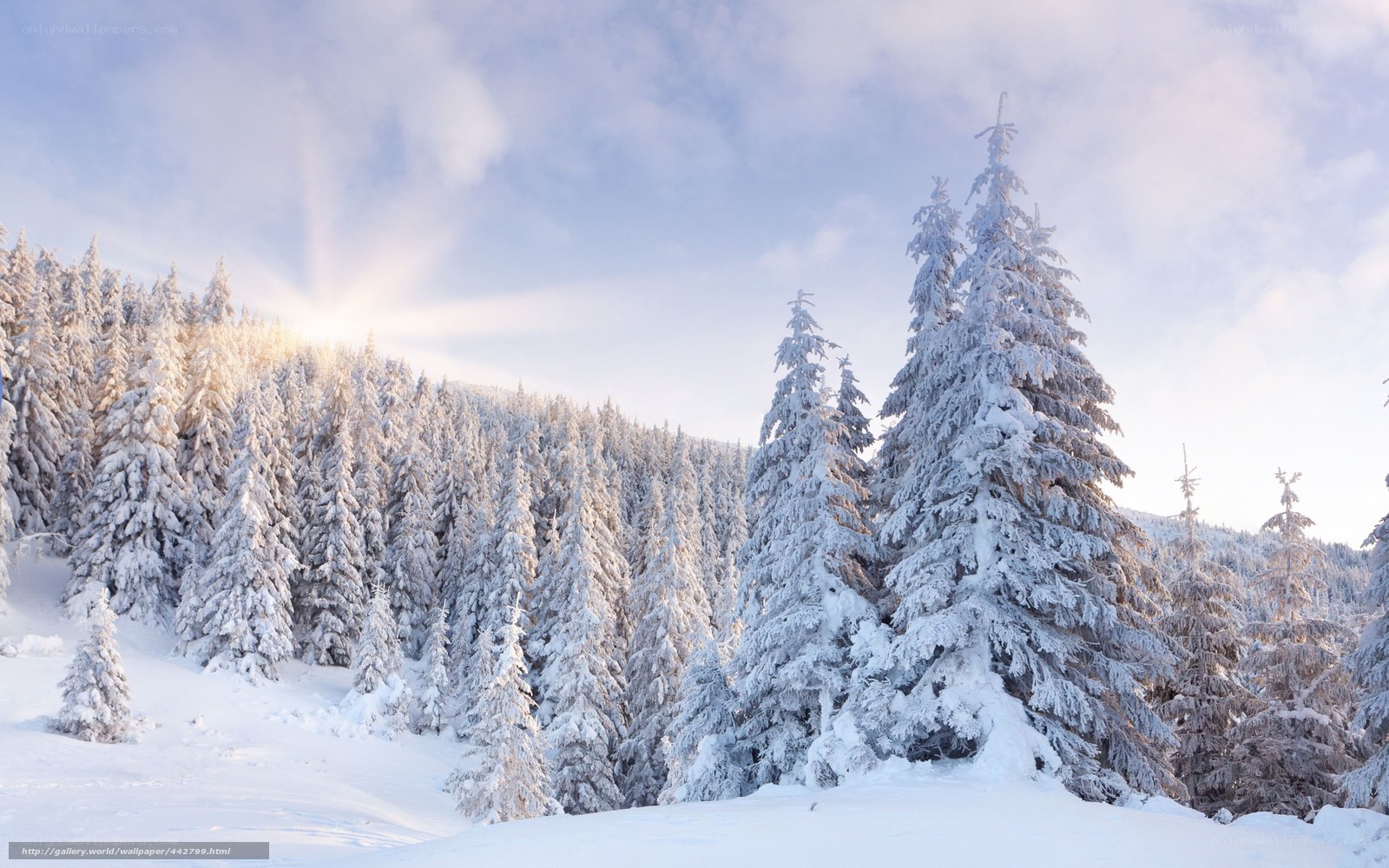 Snowy forest at sunrise