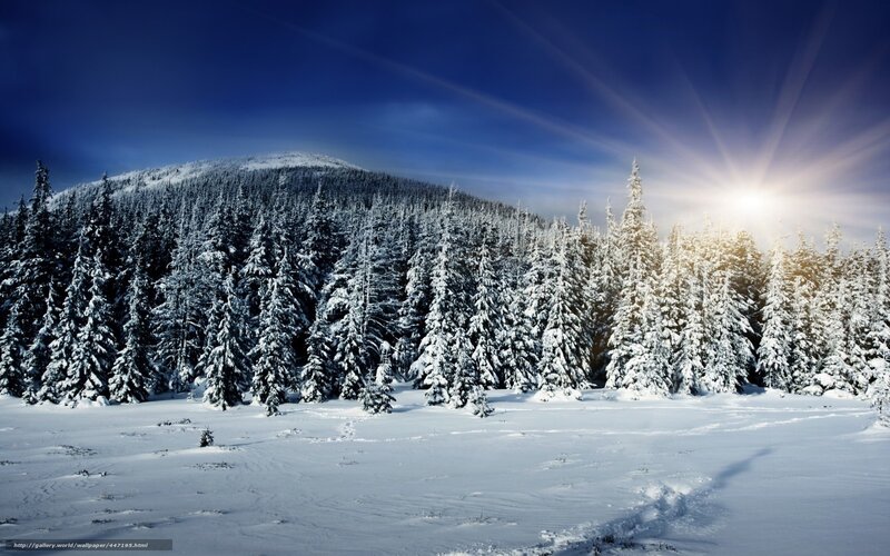 Snowy forest at sunrise