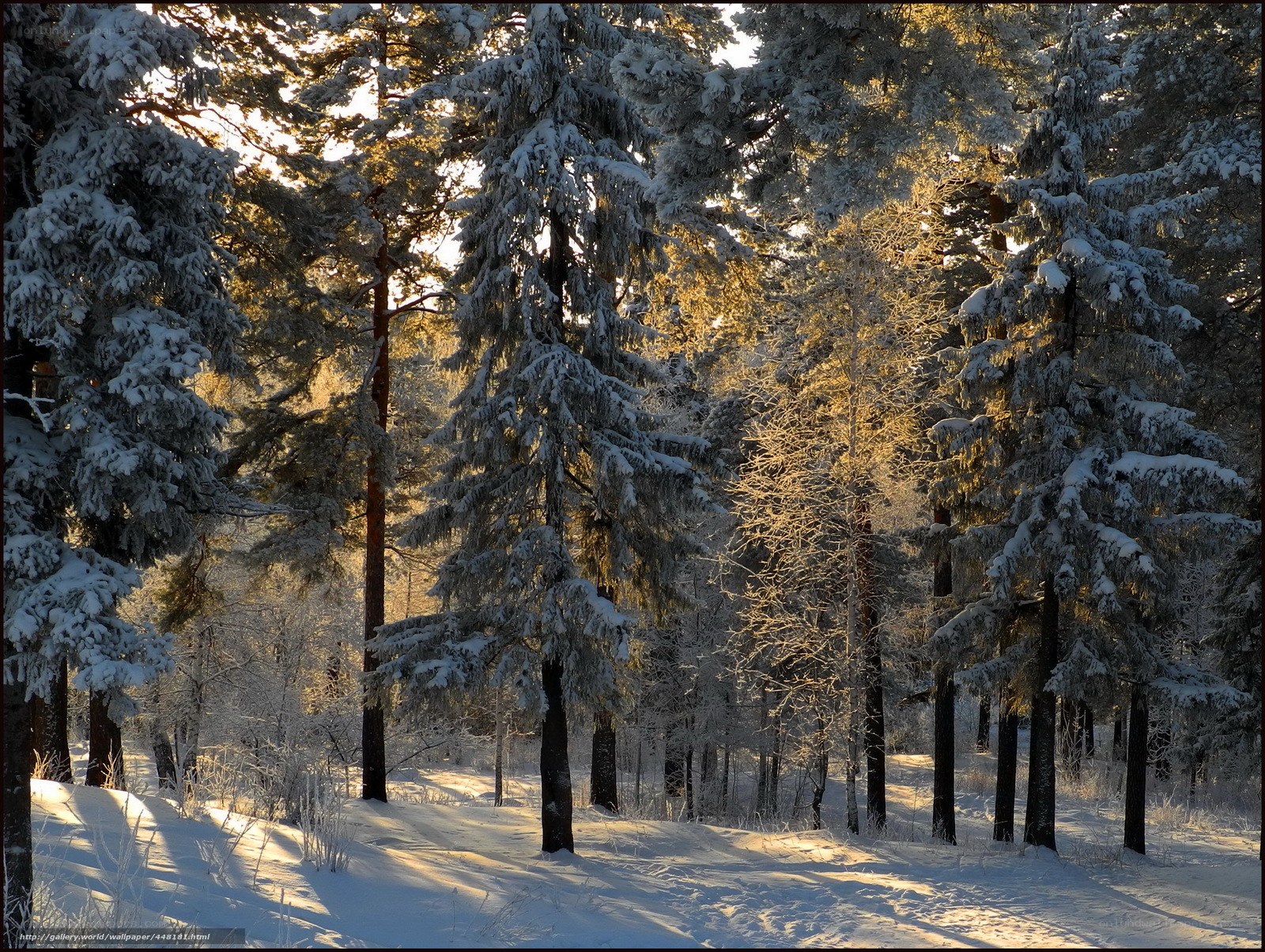 Snowy forest at sunrise