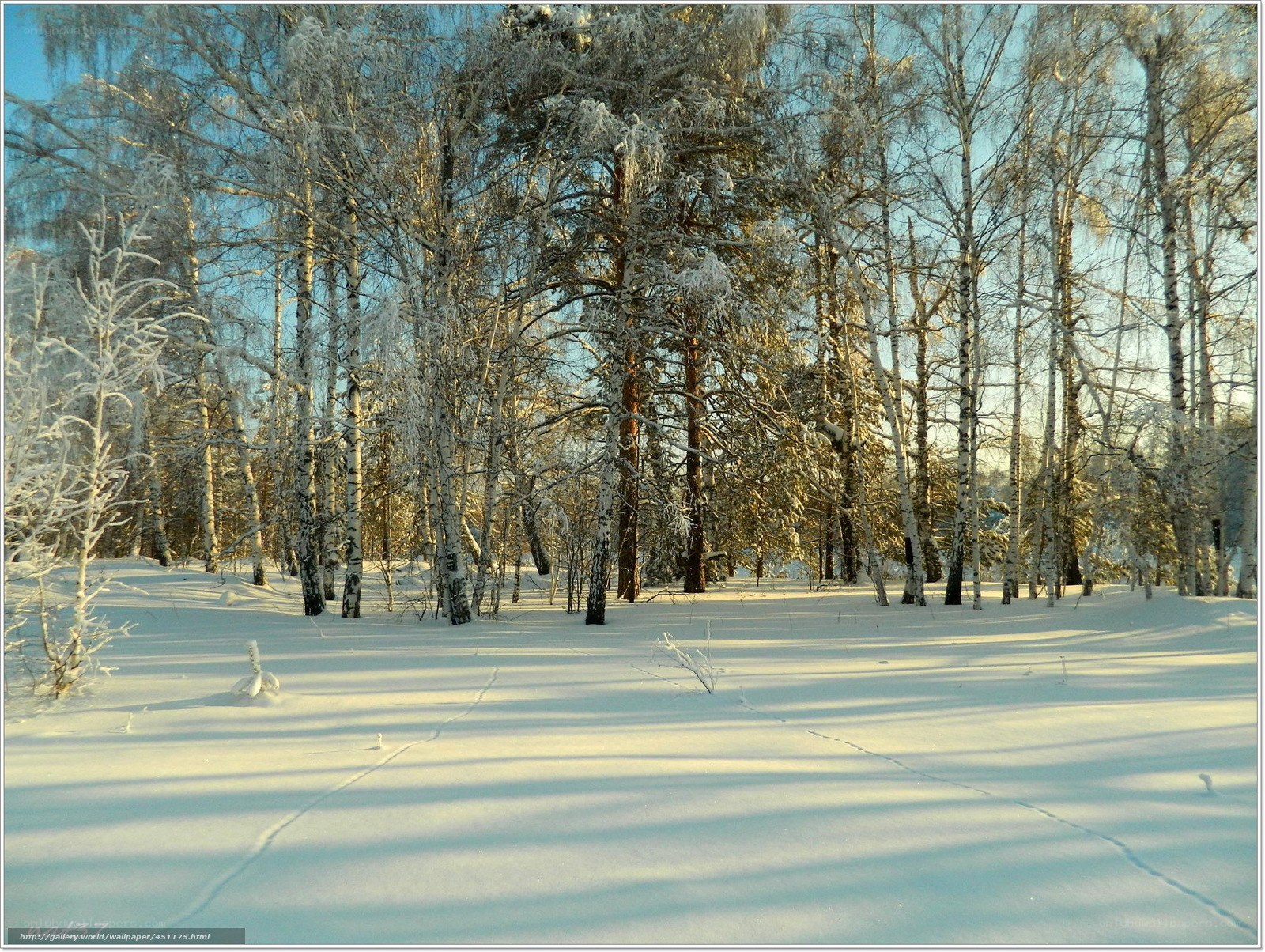 Snowy forest at sunrise