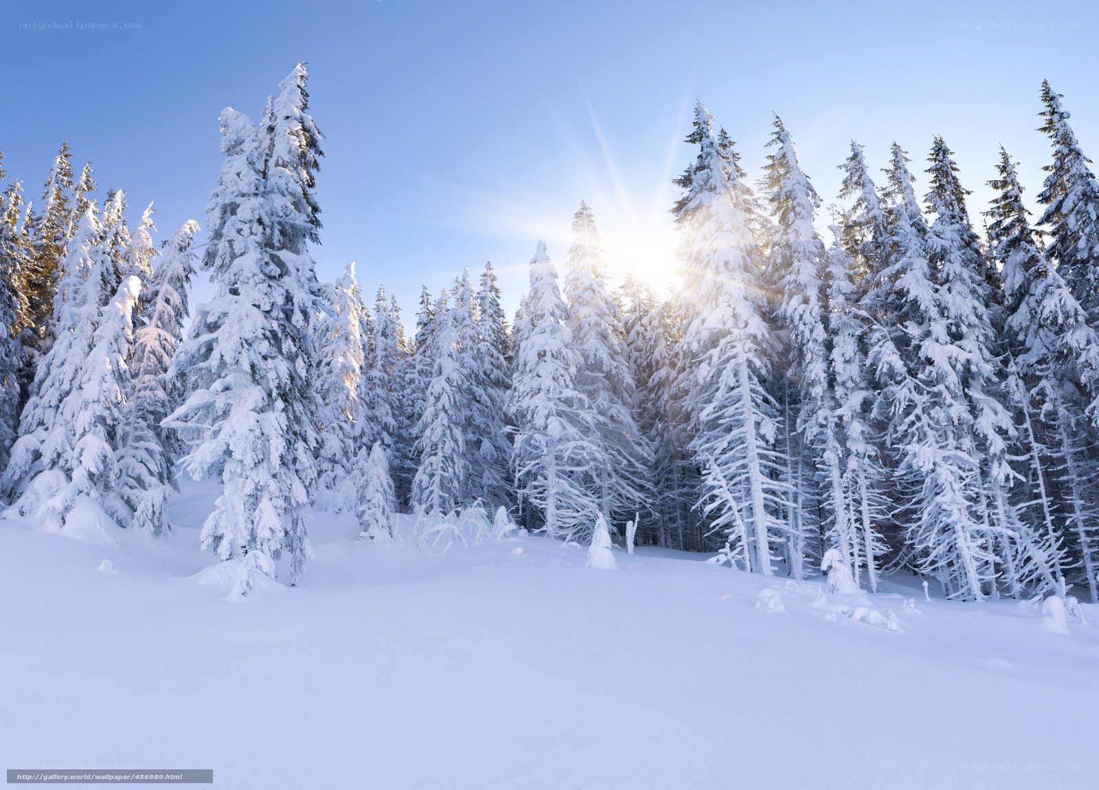 Snowy forest at sunrise
