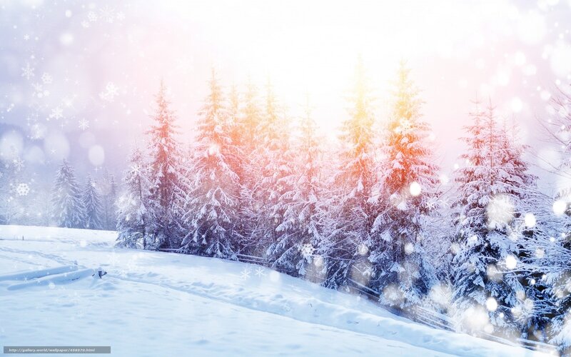 snowy forest at sunrise