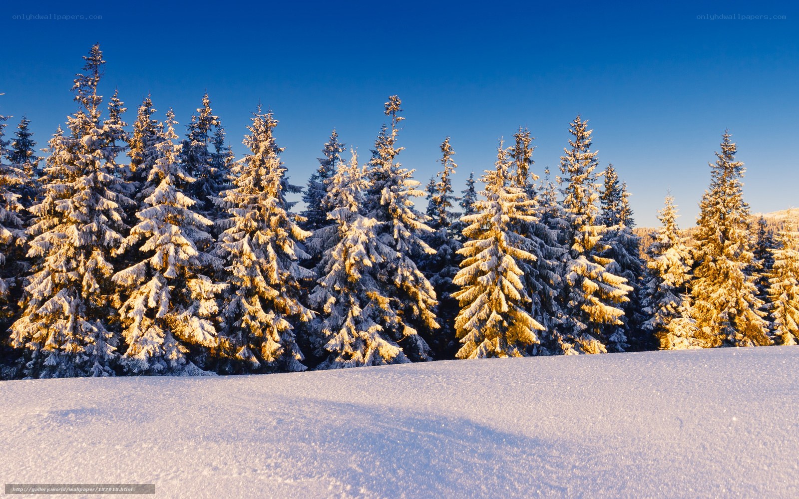 Snowy forest at sunrise