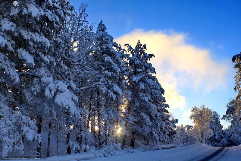 Snowy forest at sunrise