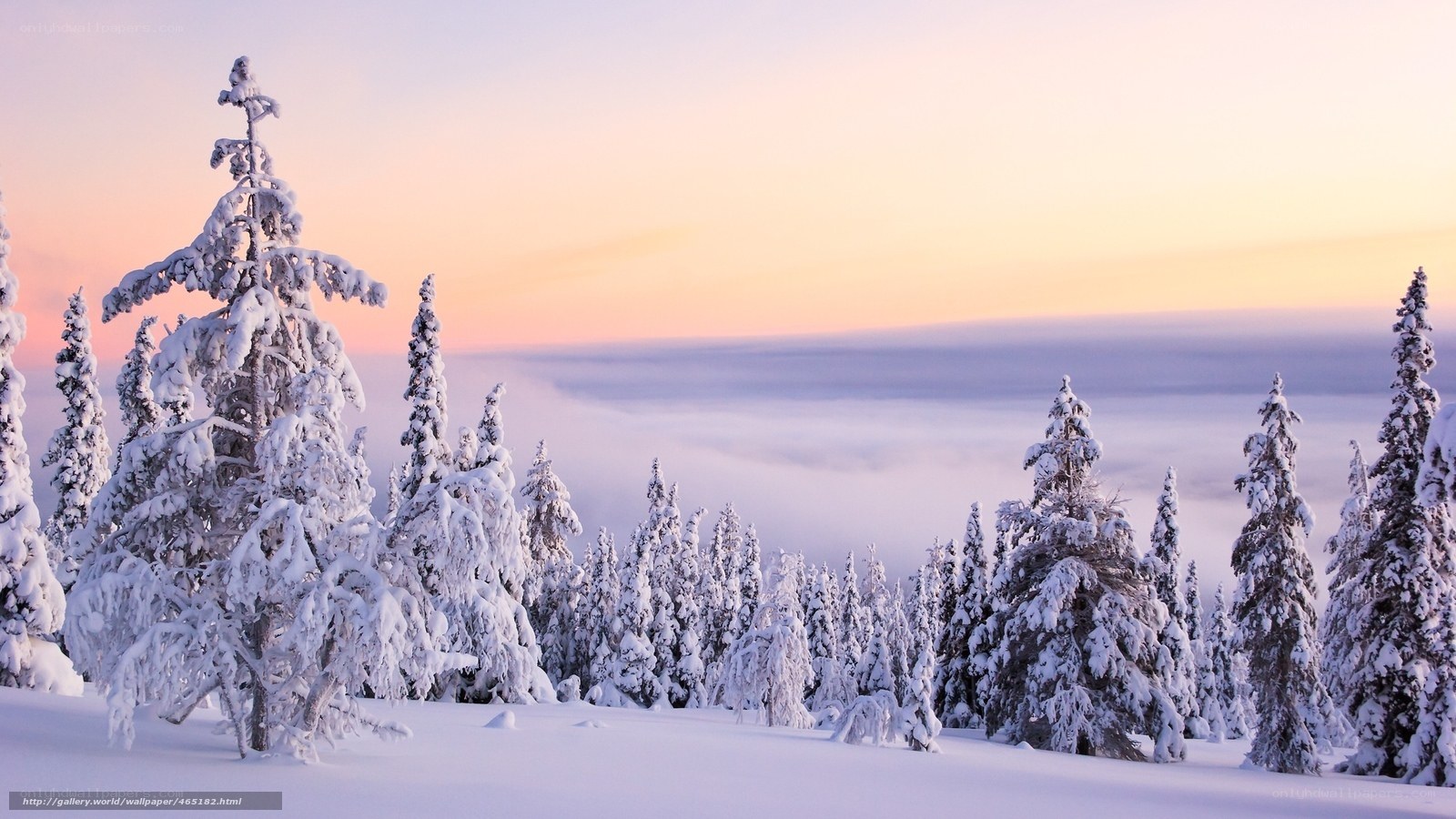 Snowy forest at sunrise