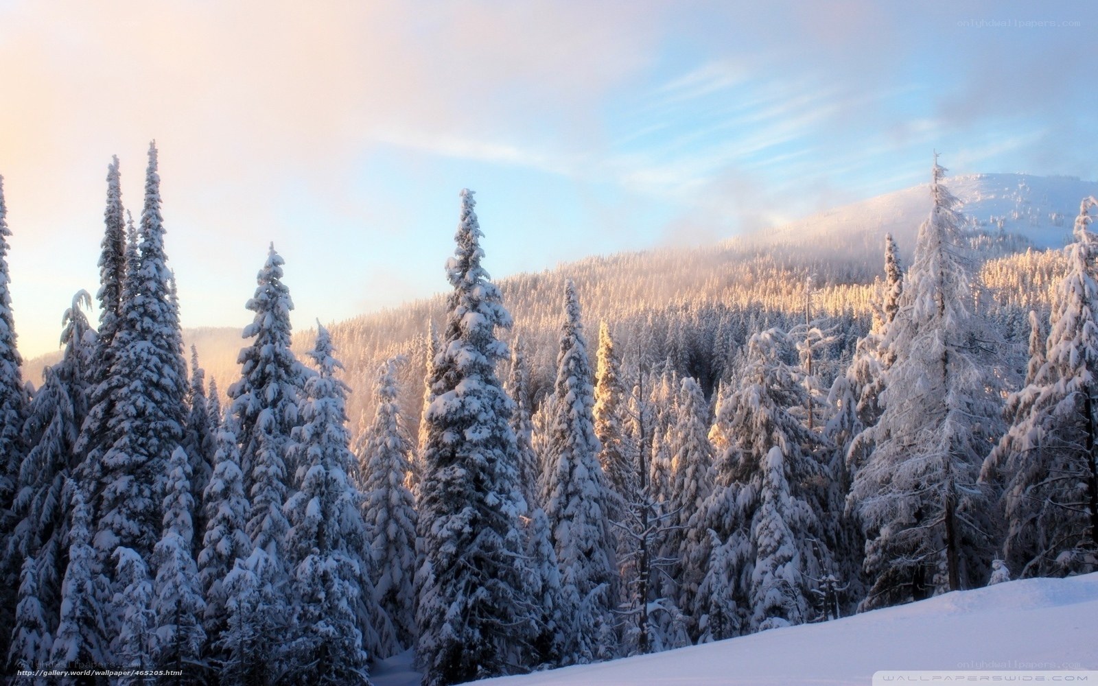 Snowy forest at sunrise