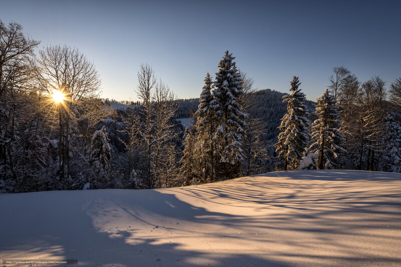 Snowy forest at sunrise