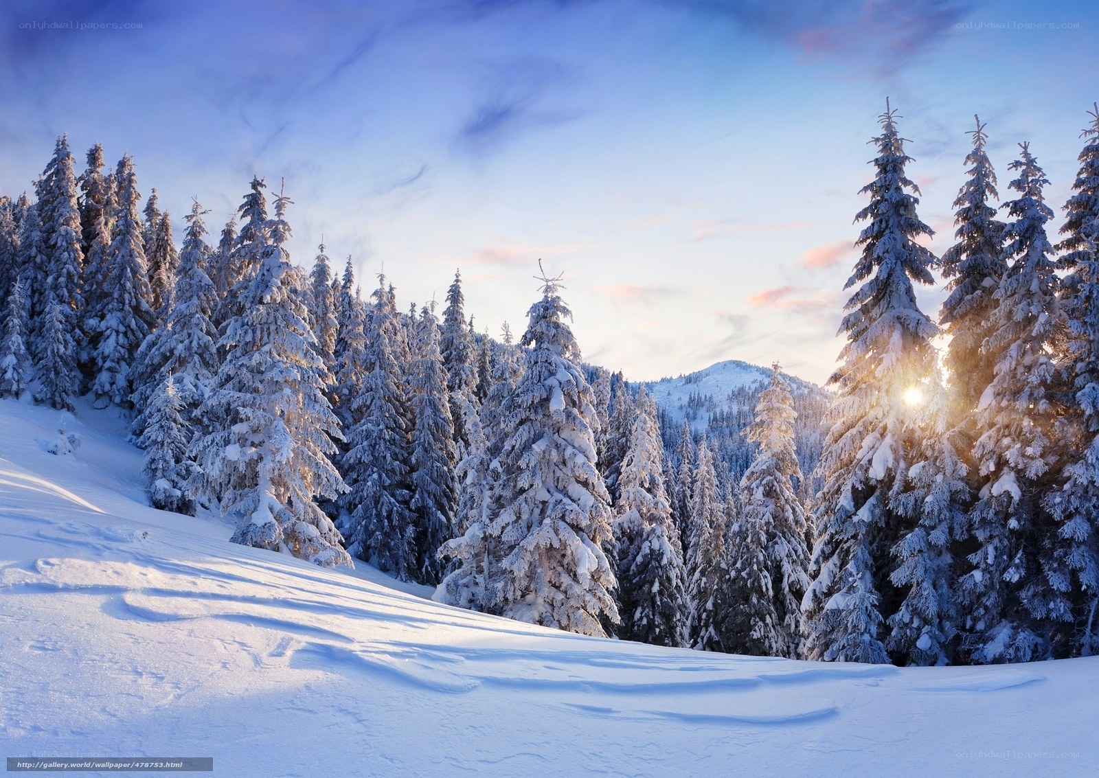 Snowy forest at sunrise