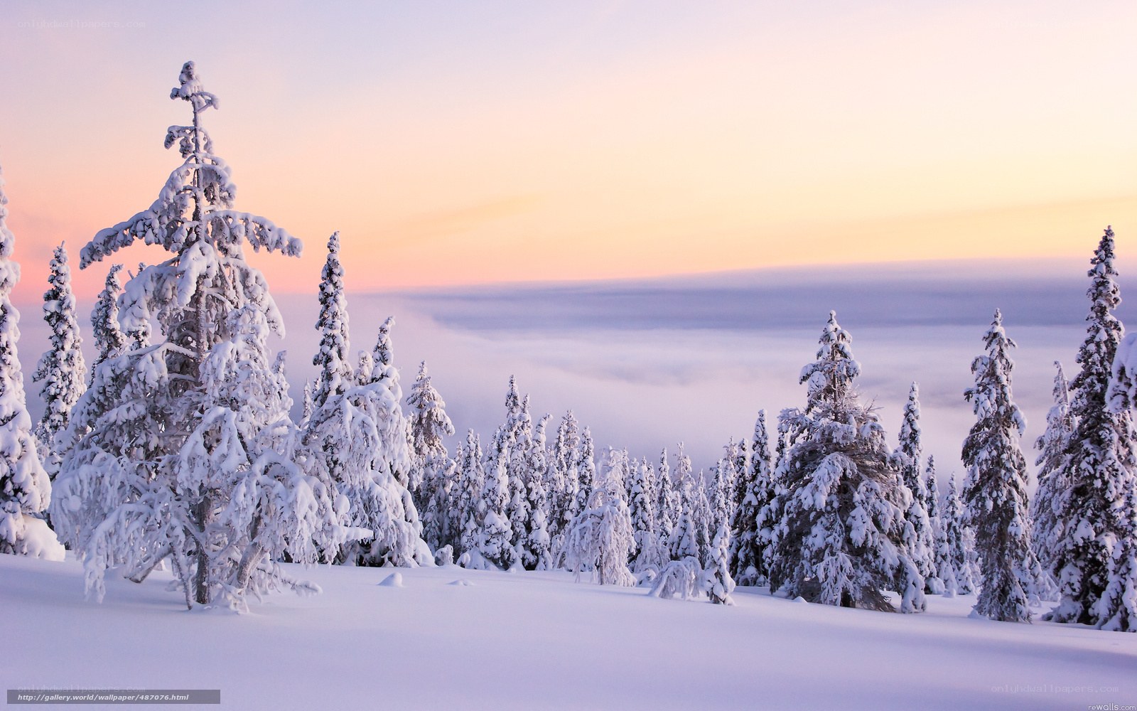 Snowy forest at sunrise