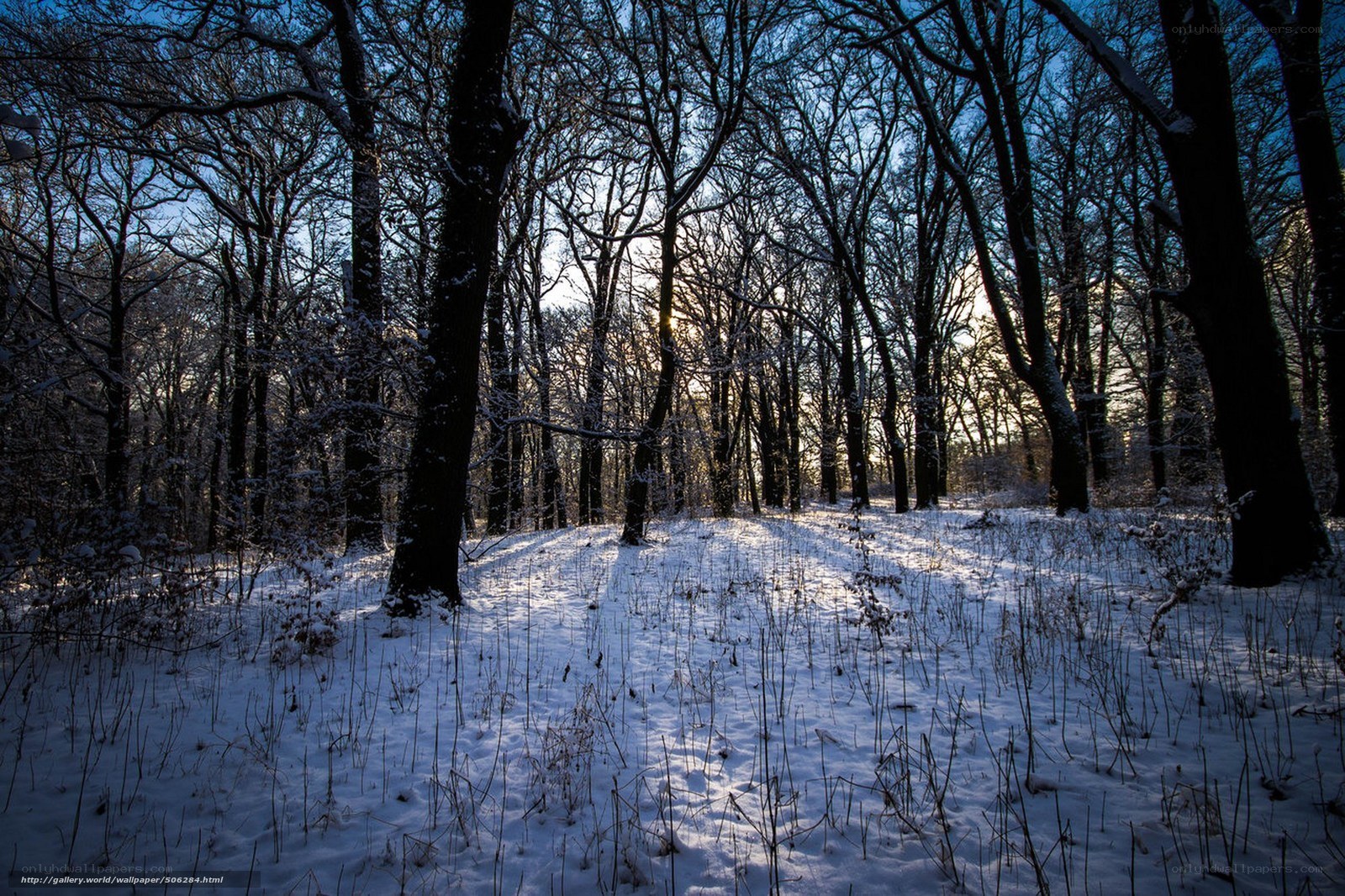 Snowy forest at sunrise