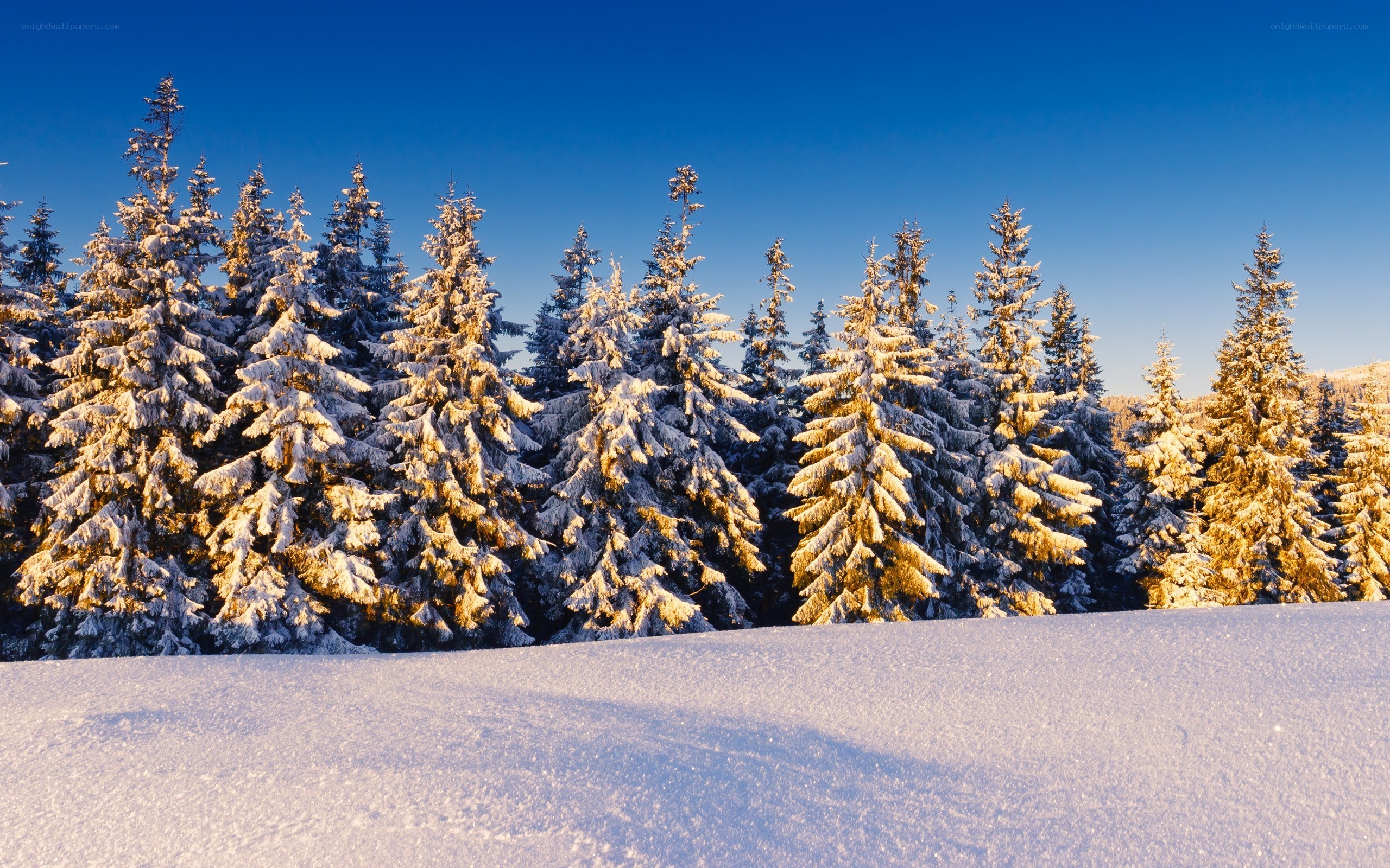Snowy forest at sunrise