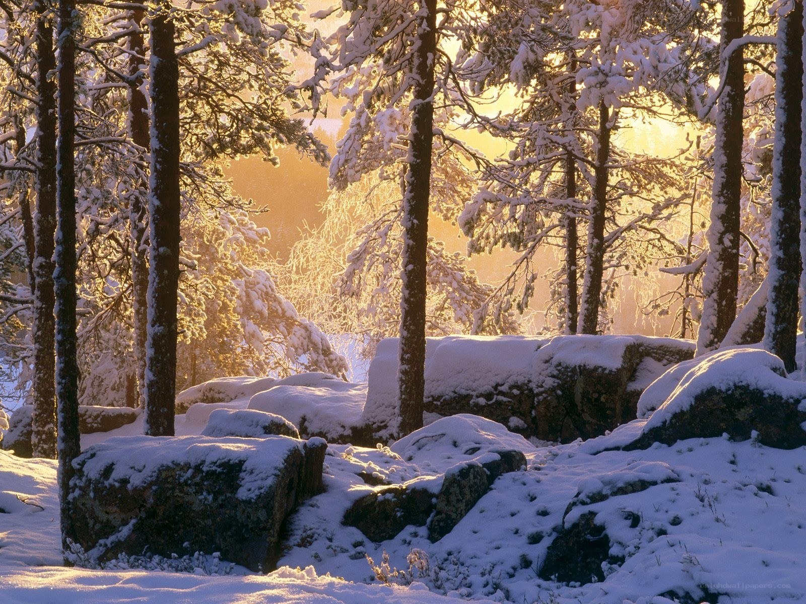 Snowy forest at sunrise
