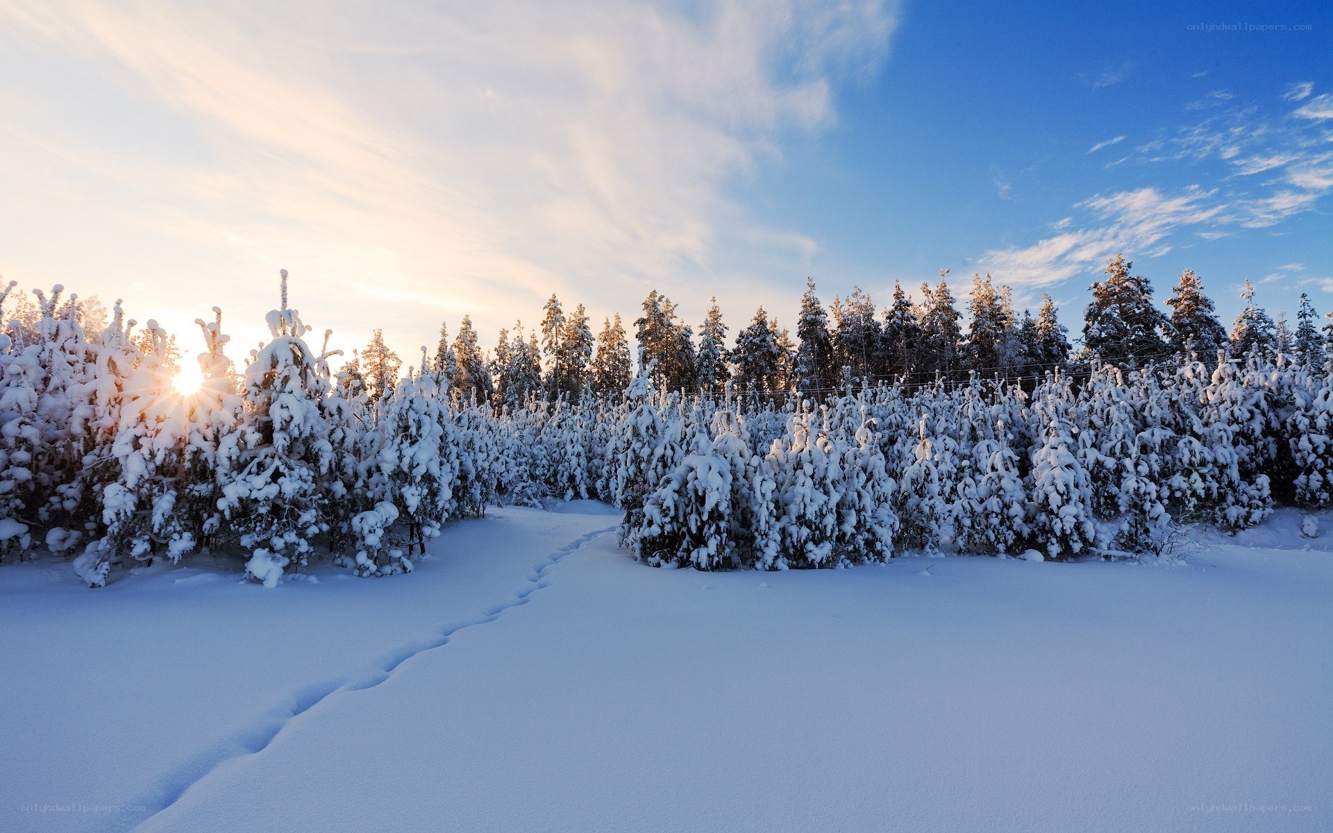 Snowy forest at sunrise