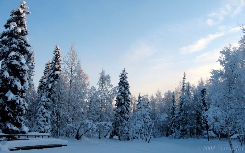 Snowy forest at sunrise
