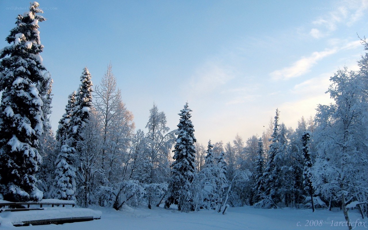 Snowy forest at sunrise