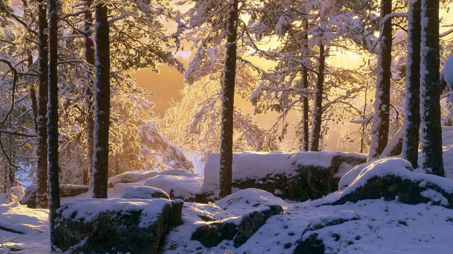 Snowy forest at sunrise