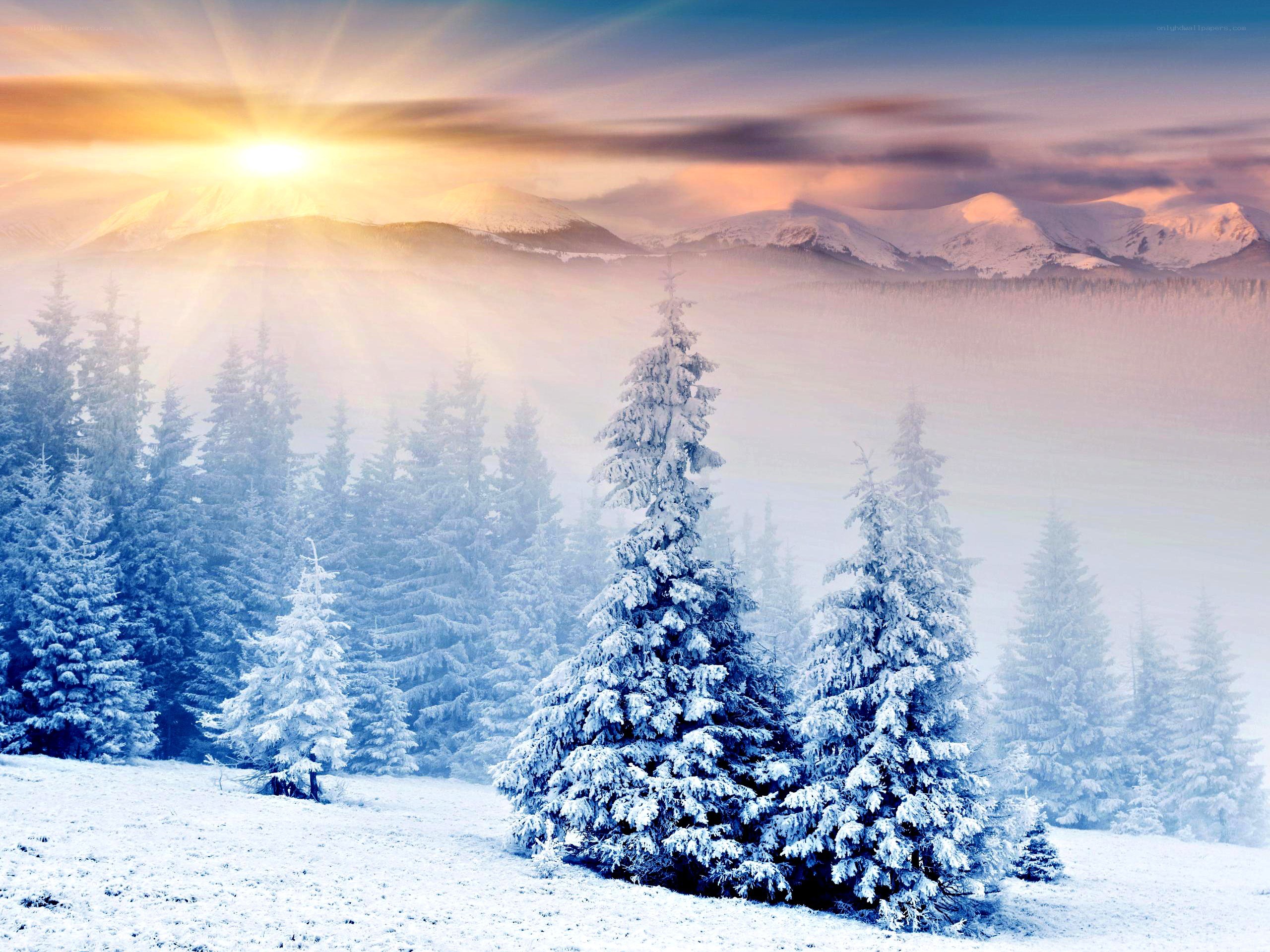 Snowy forest at sunrise