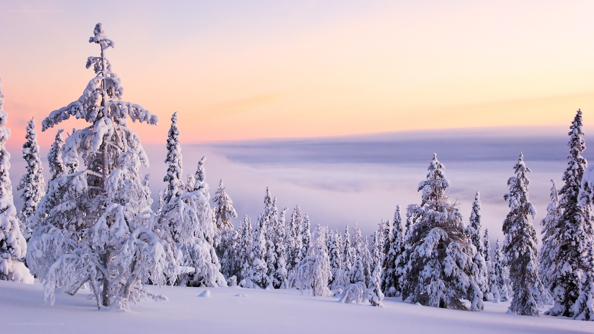 Snowy forest at sunrise