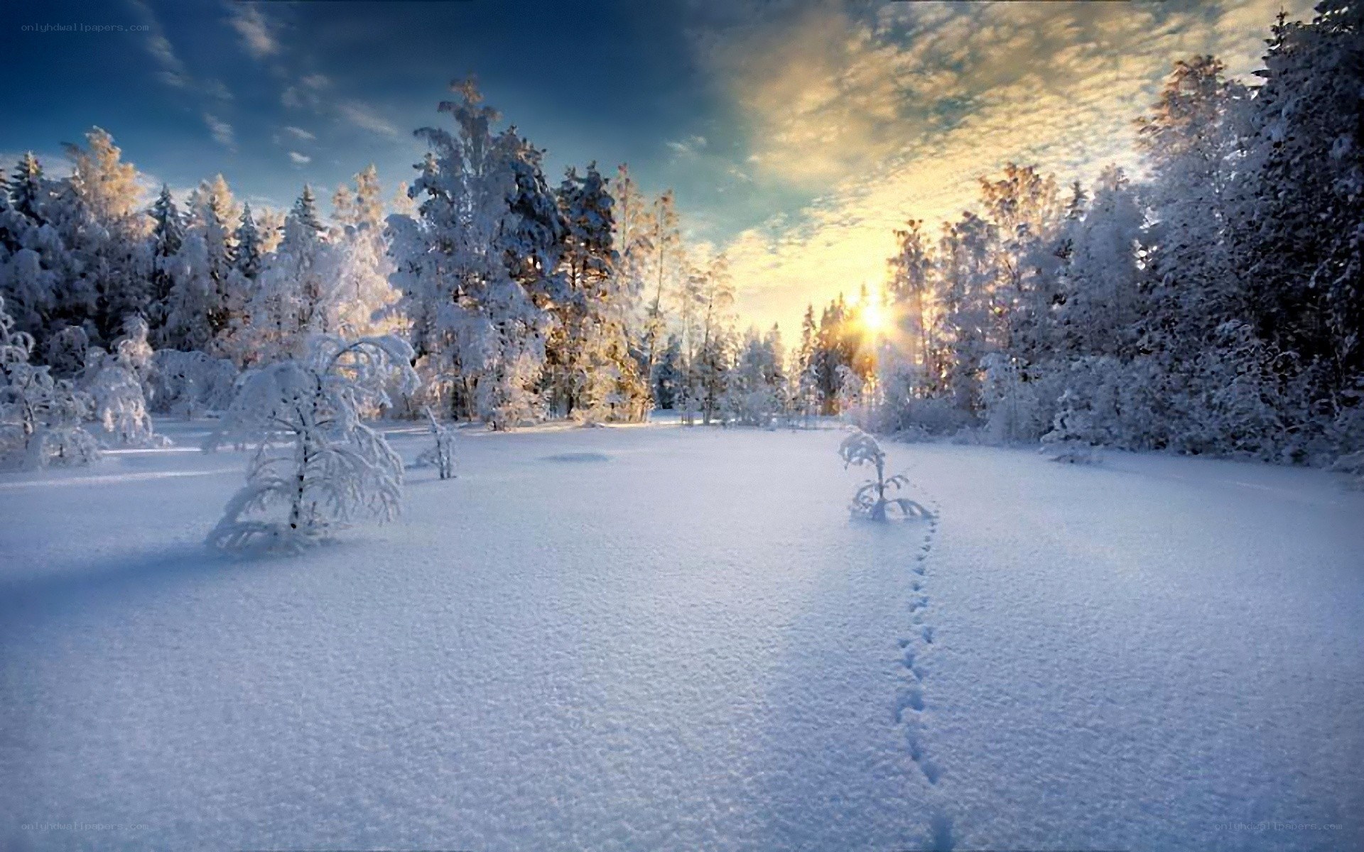 Snowy forest at sunrise