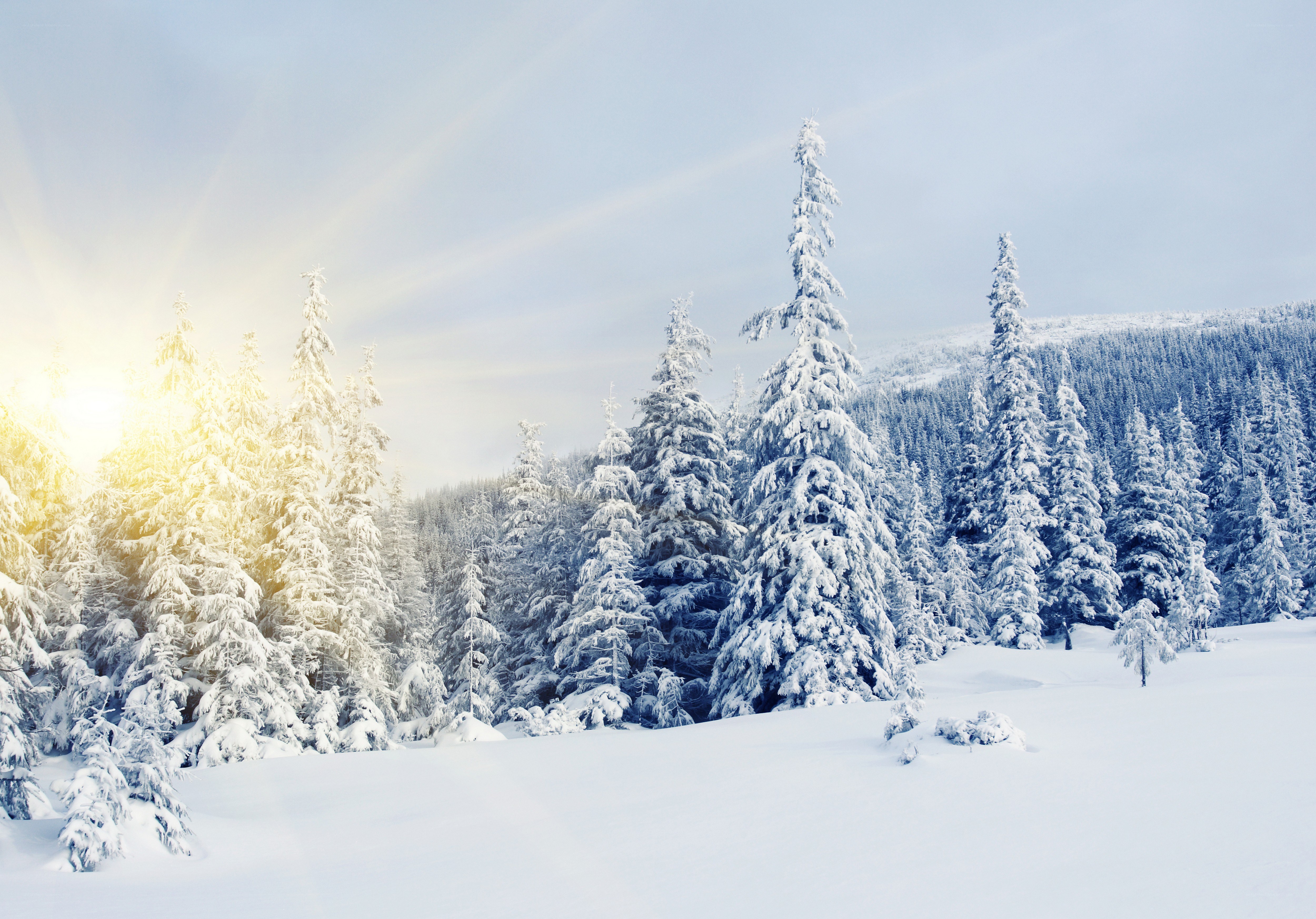 Snowy forest at sunrise