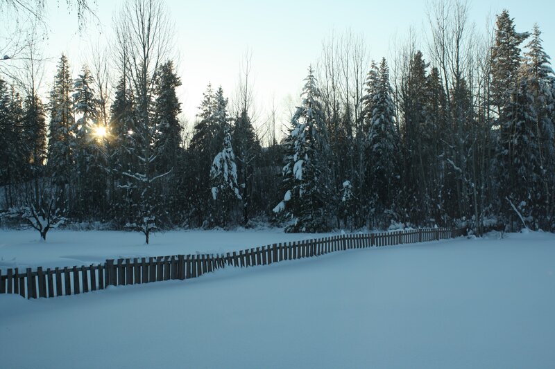 Snowy forest at sunrise