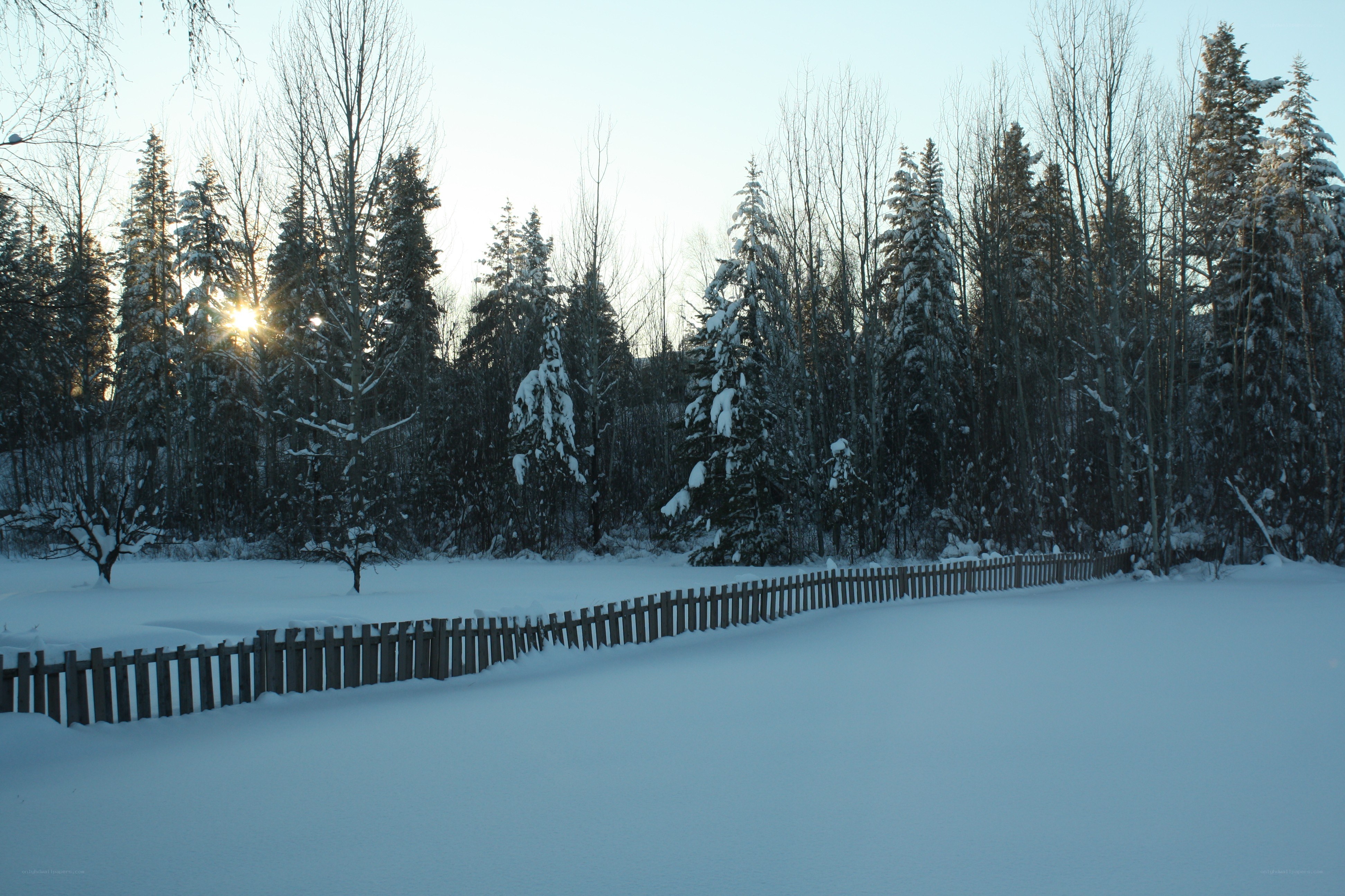 Snowy forest at sunrise