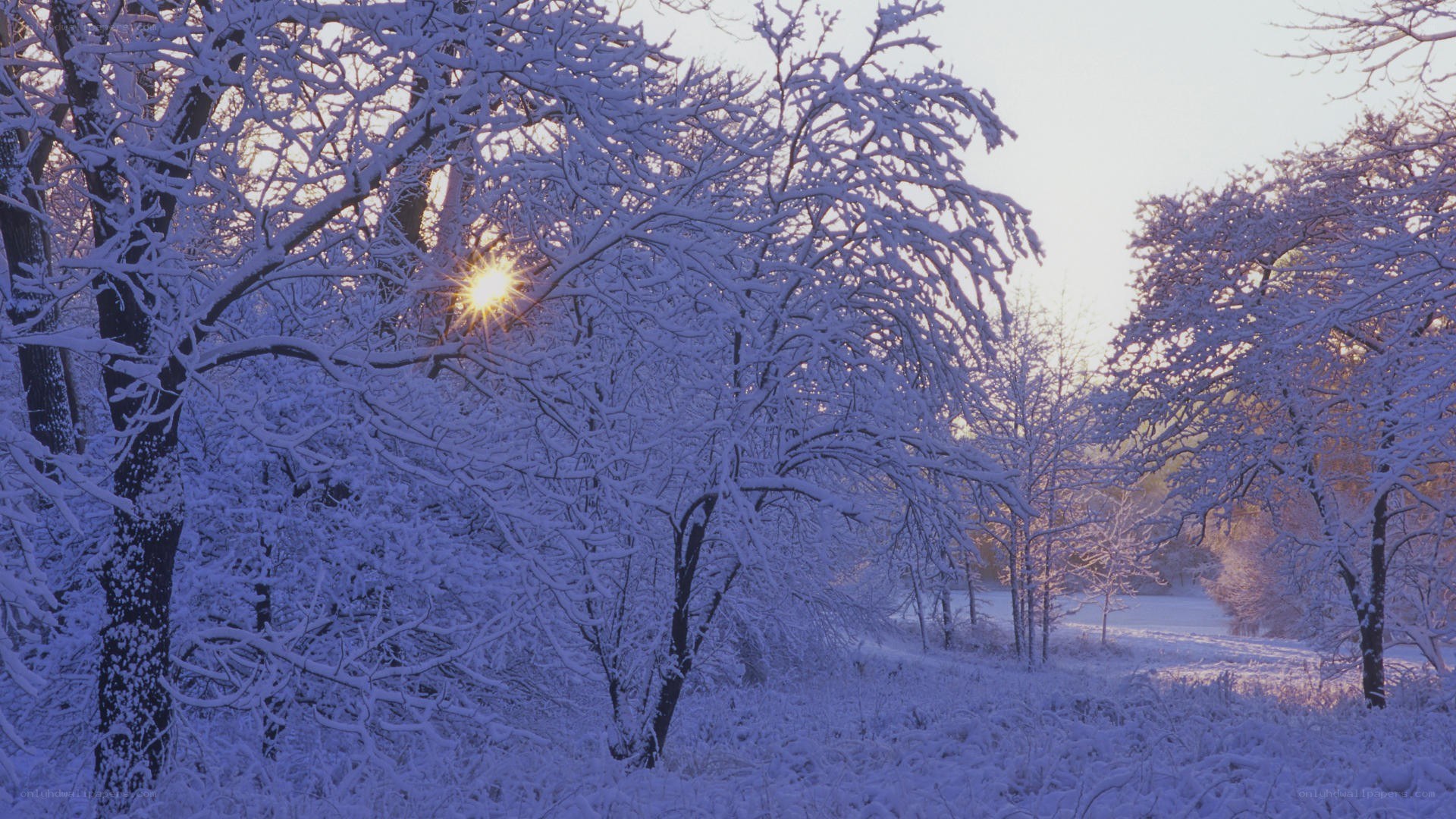 Snowy forest at sunrise