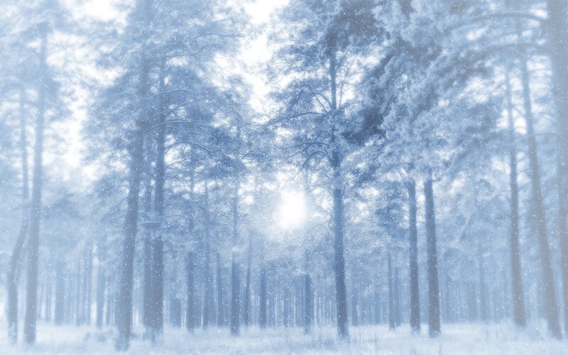 Snowy forest at sunrise