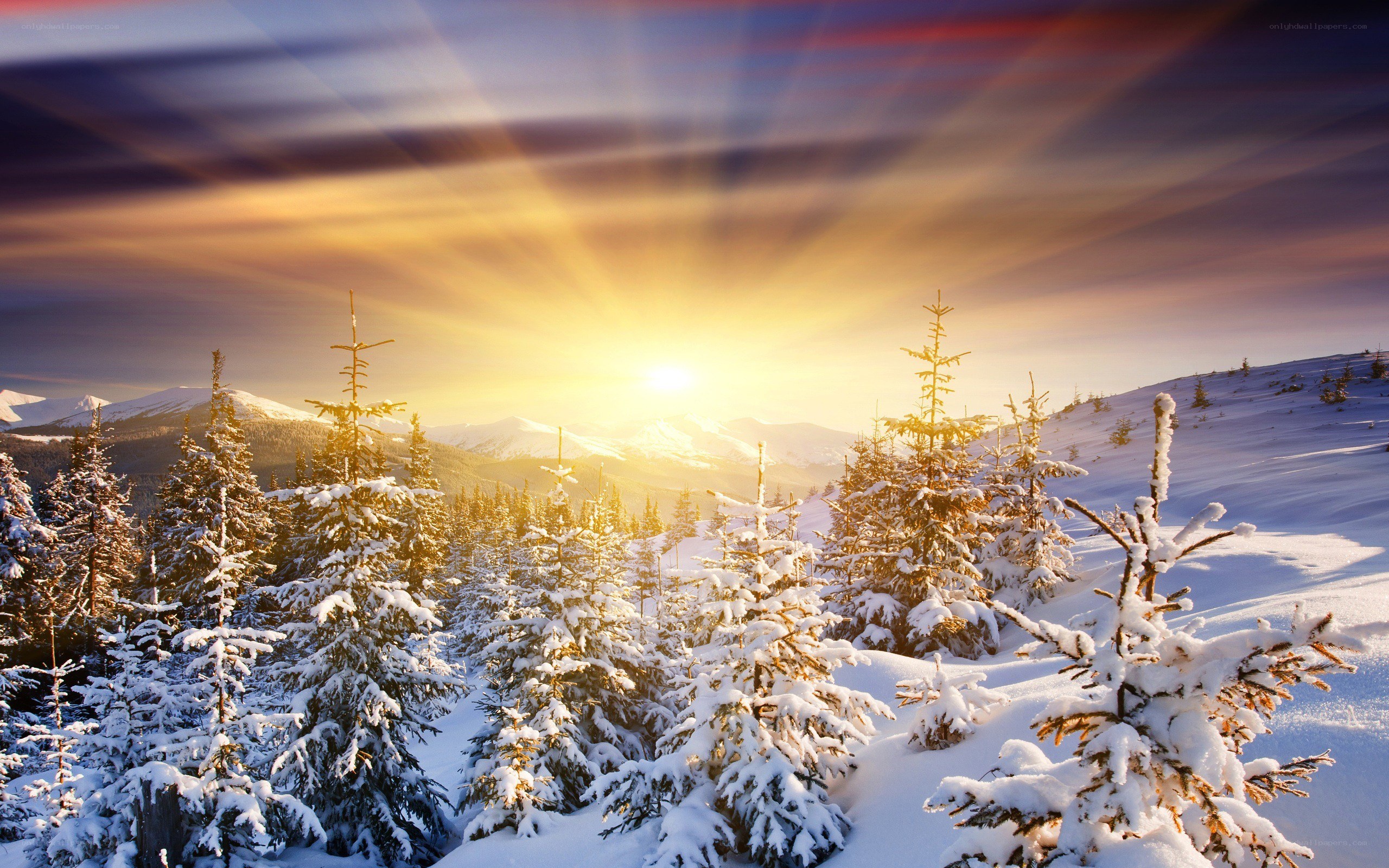 Snowy forest at sunrise