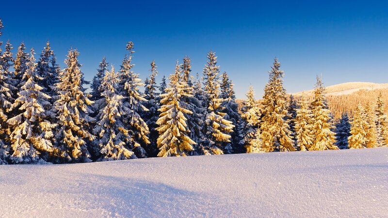 snowy forest at sunrise