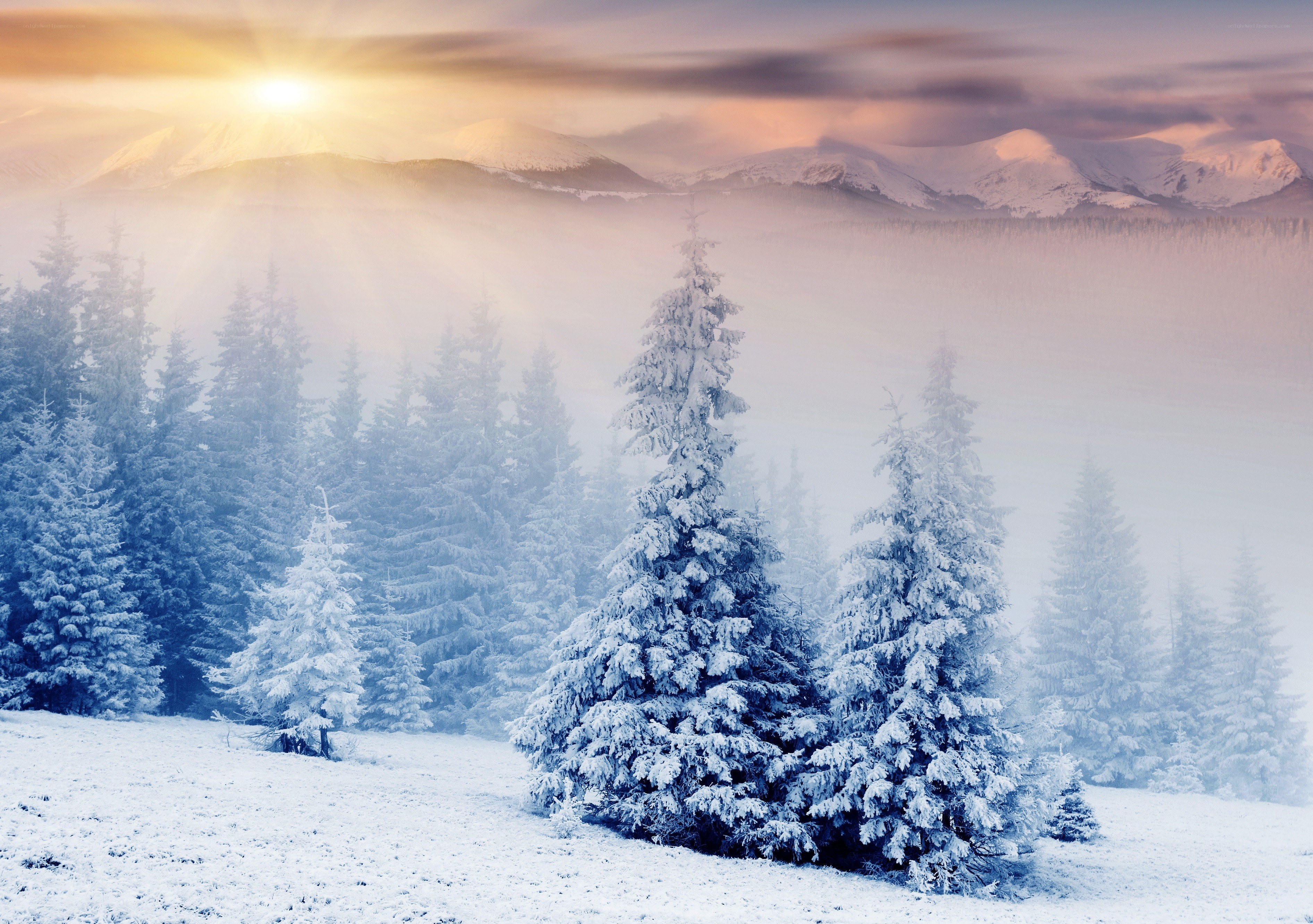 Snowy forest at sunrise
