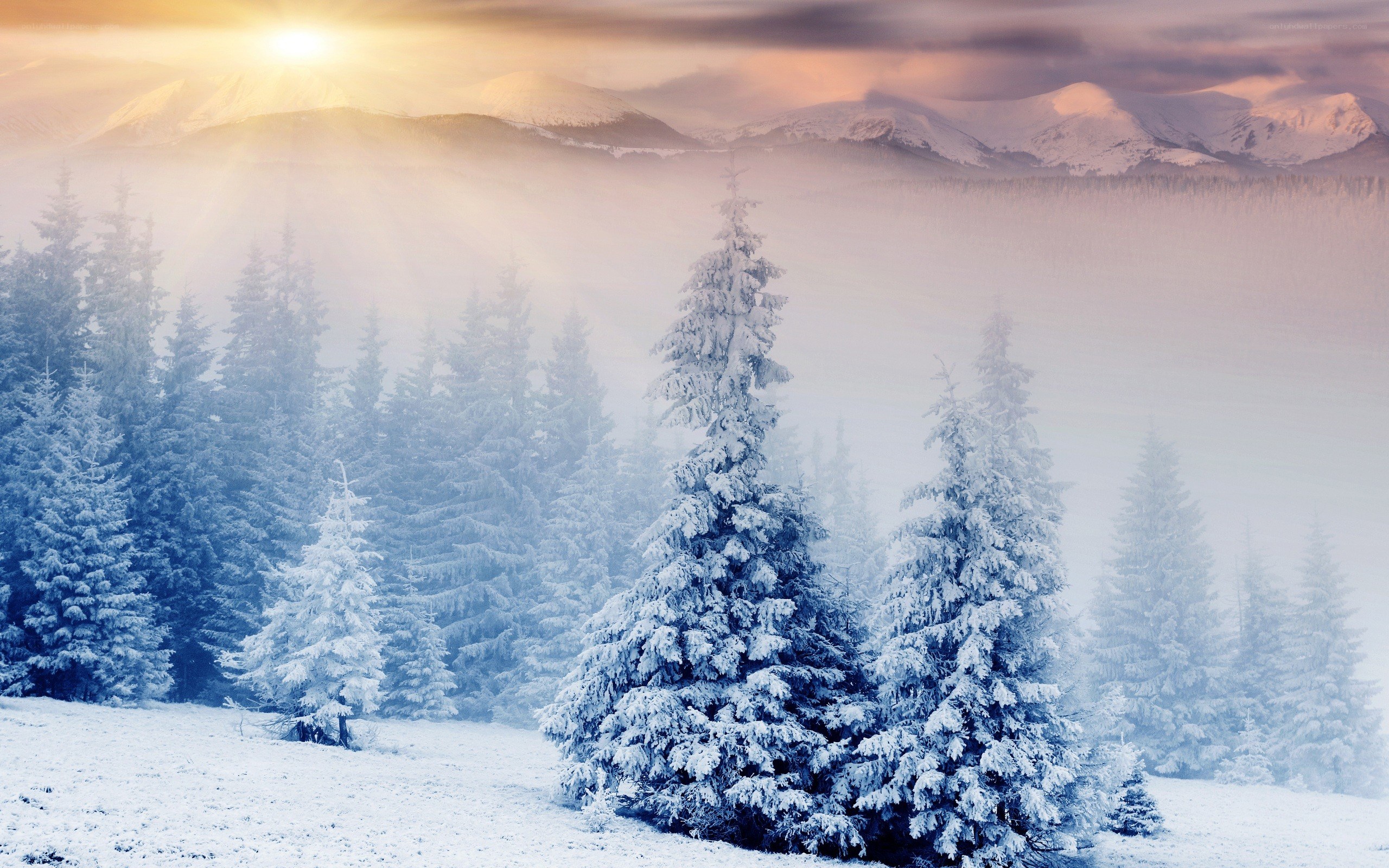 Snowy forest at sunrise