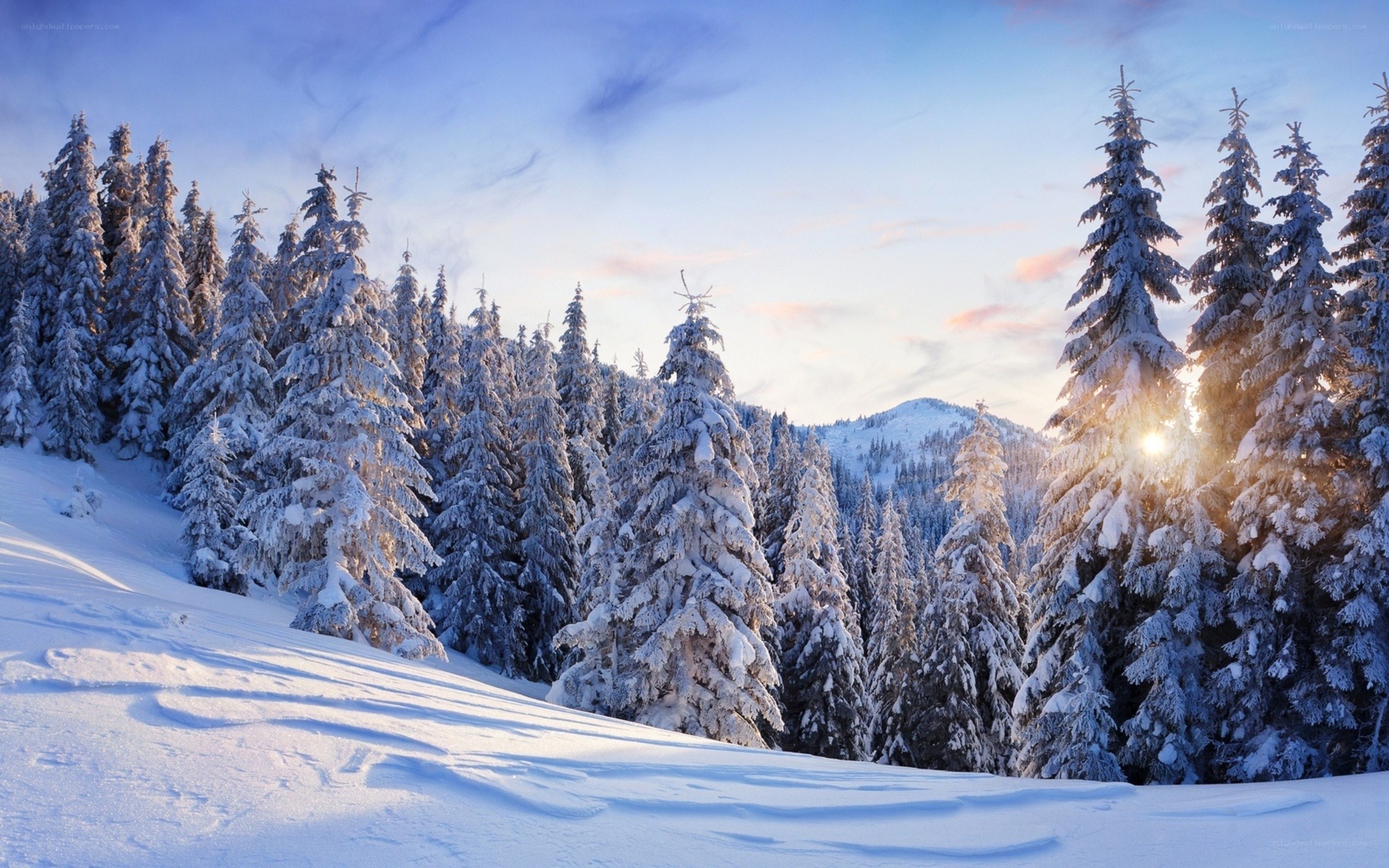 Snowy forest at sunrise