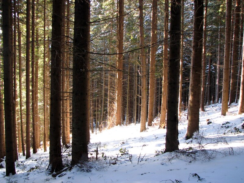 Snowy forest at sunrise
