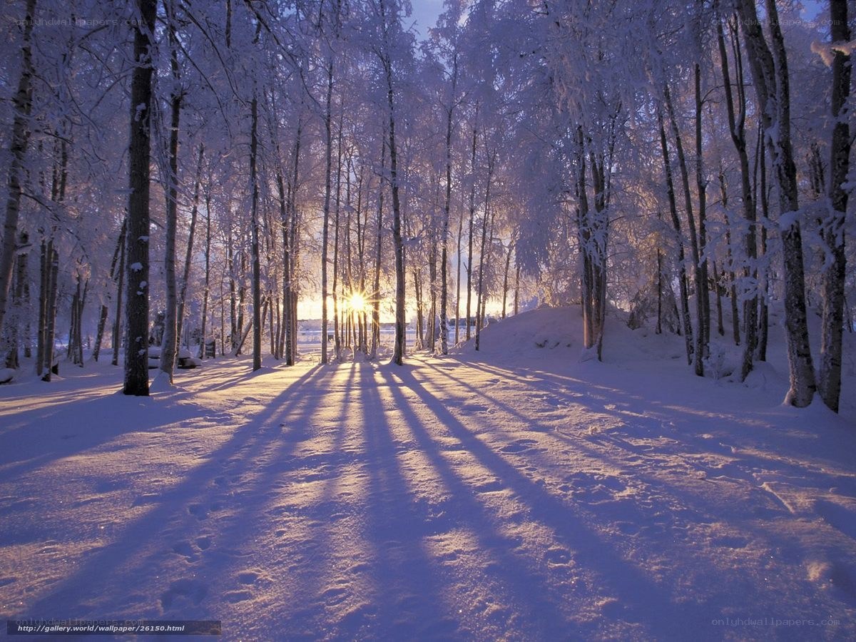 Snowy forest at sunrise