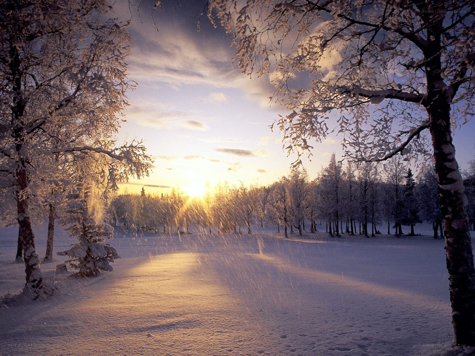 Snowy forest at sunset