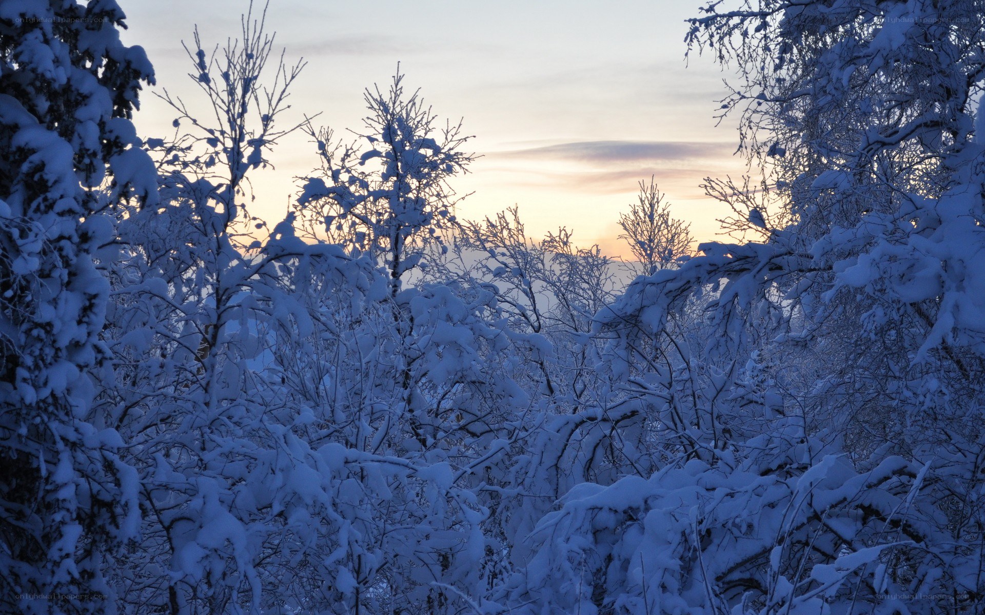 Snowy forest at sunset